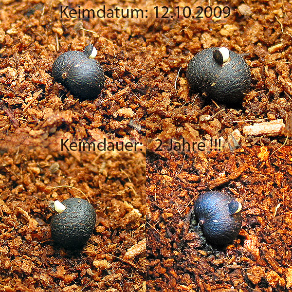Trachycarpus princeps